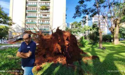 Após temporal, Plano Piloto amanhece com árvores caídas - (crédito: Ed Alves/CB/D.A Press)