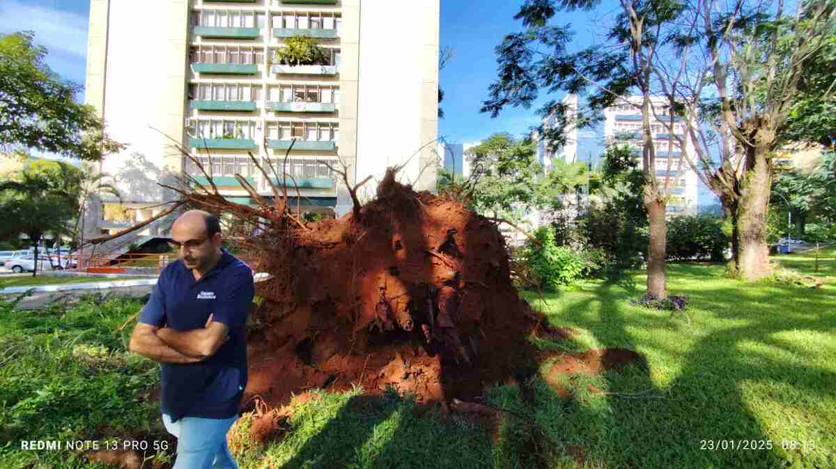 Após temporal, Plano Piloto amanhece com árvores caídas - (crédito: Ed Alves/CB/D.A Press)