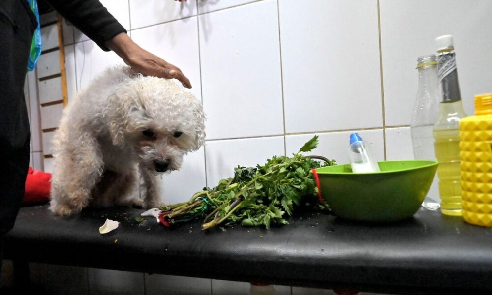 Curandeiras removem energias negativas de pets em mercado equatoriano