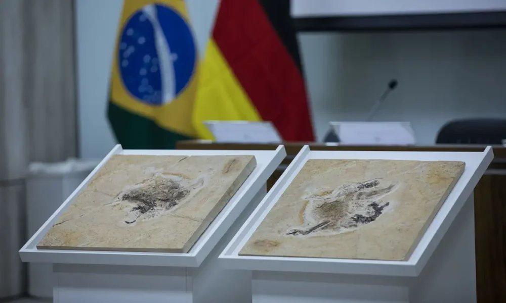 Brasil busca trazer de volta dinossauros e patrimônios em 14 países