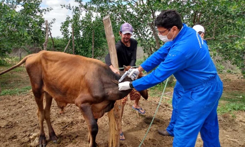China reconhece Brasil livre de febre aftosa sem vacinação