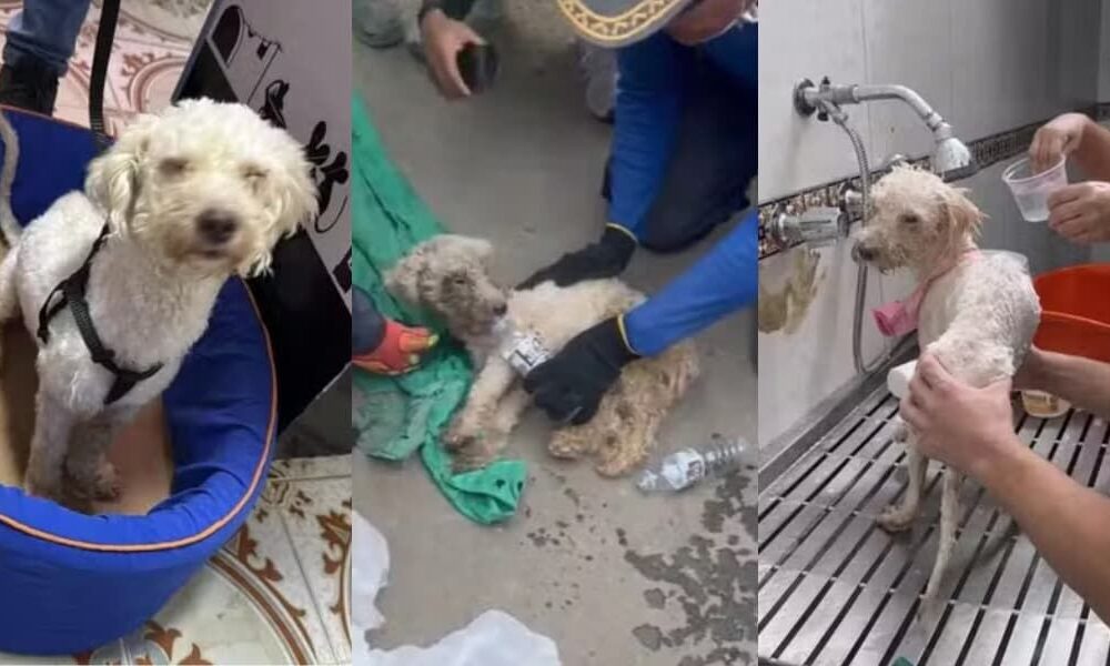 Cachorro é encontrado vivo após 29 dias sob escombros na Venezuela - QTU Questões do Universo