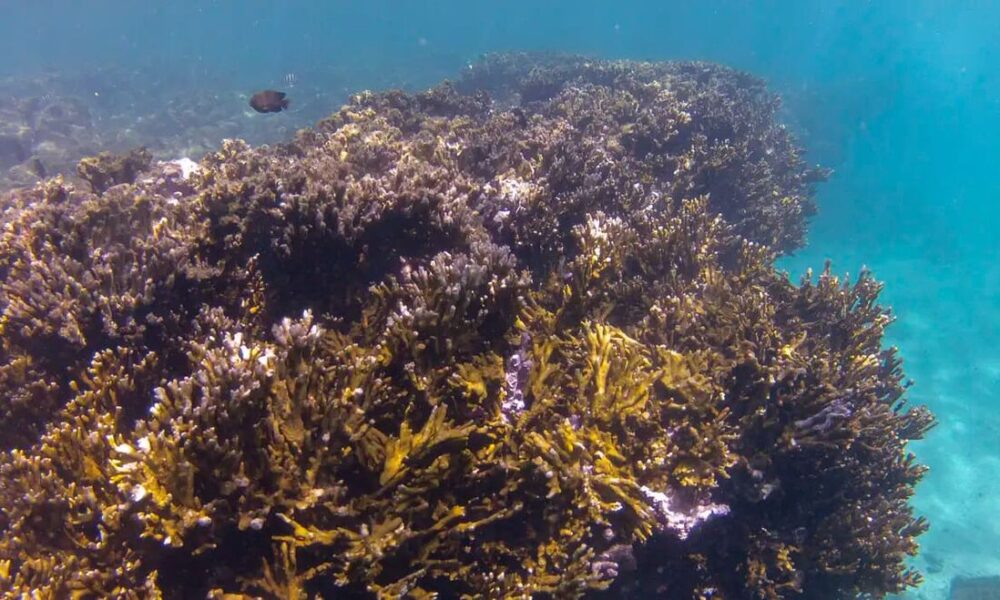 Corais mostram aumento do El Niño com o aquecimento do planeta - QTU Questões do Universo