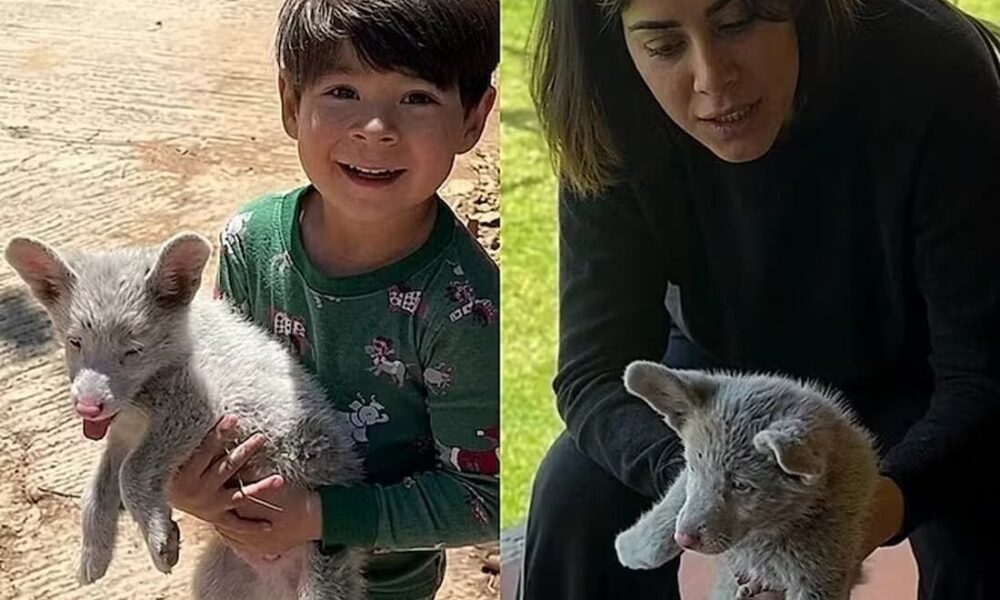 Menino adota filhote e família descobre condição rara do animal