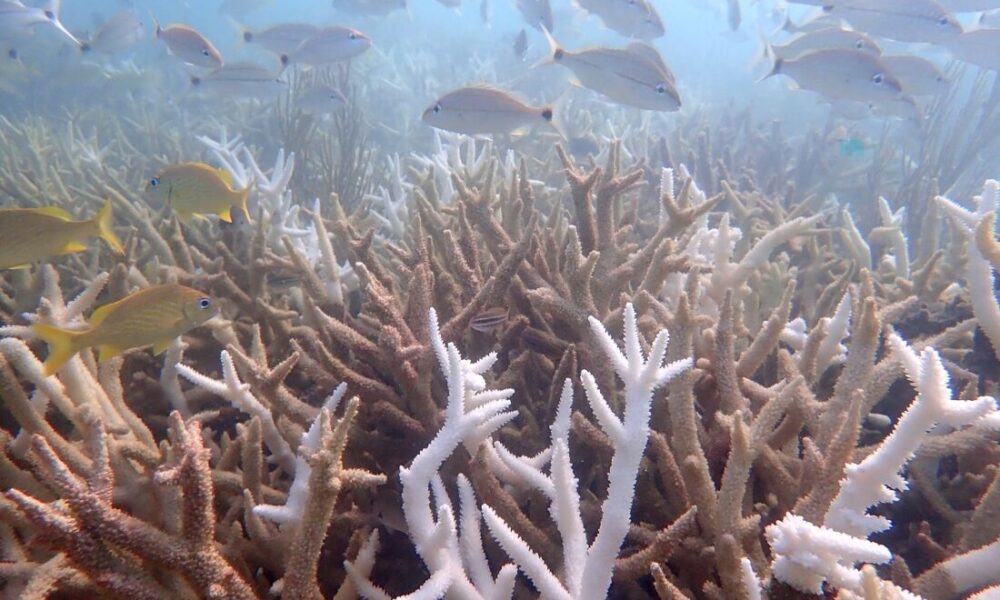 El Niño representa grave perigo para os recifes de coral, alerta especialista