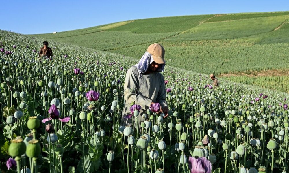 Aumento do cultivo de ópio no Afeganistão mesmo com veto talibã