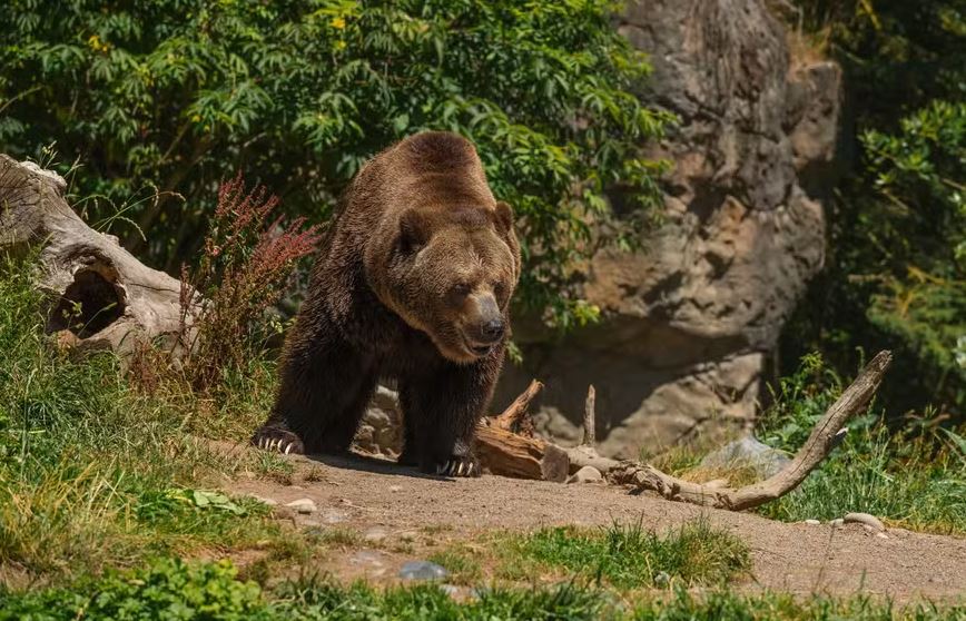 Mulher paga multa por criar foto falsa de urso com IA que assustou moradores na Rússia