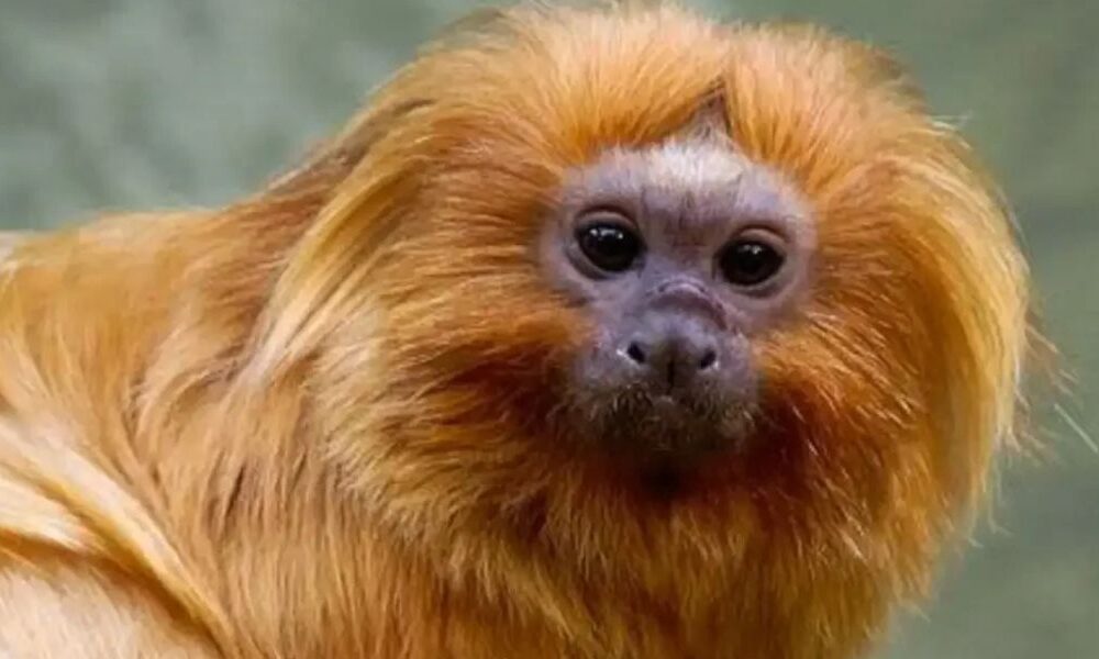 COP17 sobre Biodiversidade inicia dia 19 na Armênia para discutir proteção ambiental